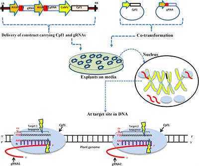 The Rise of the CRISPR/Cpf1 System for Efficient Genome Editing in Plants